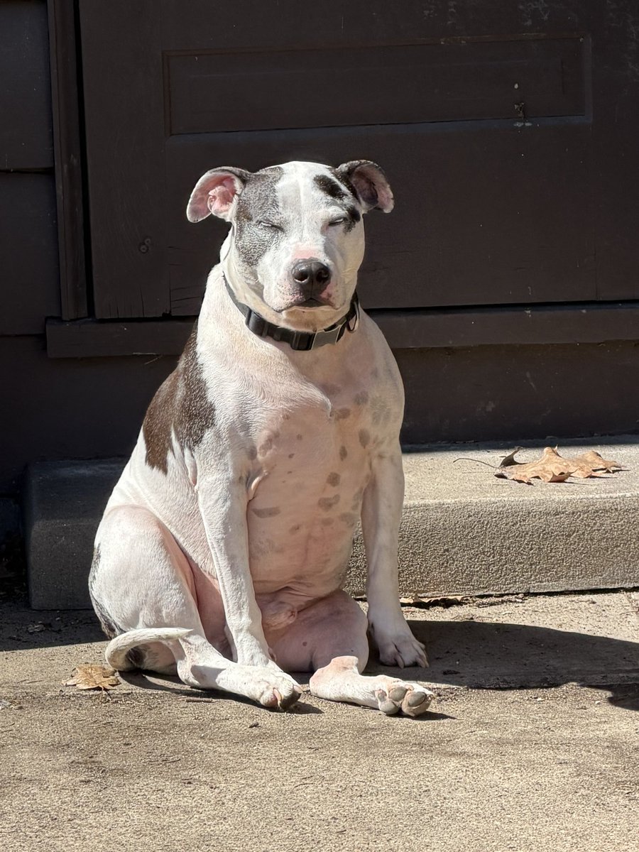 Dame Nunu “Dingbat” Garfunkel tweet media