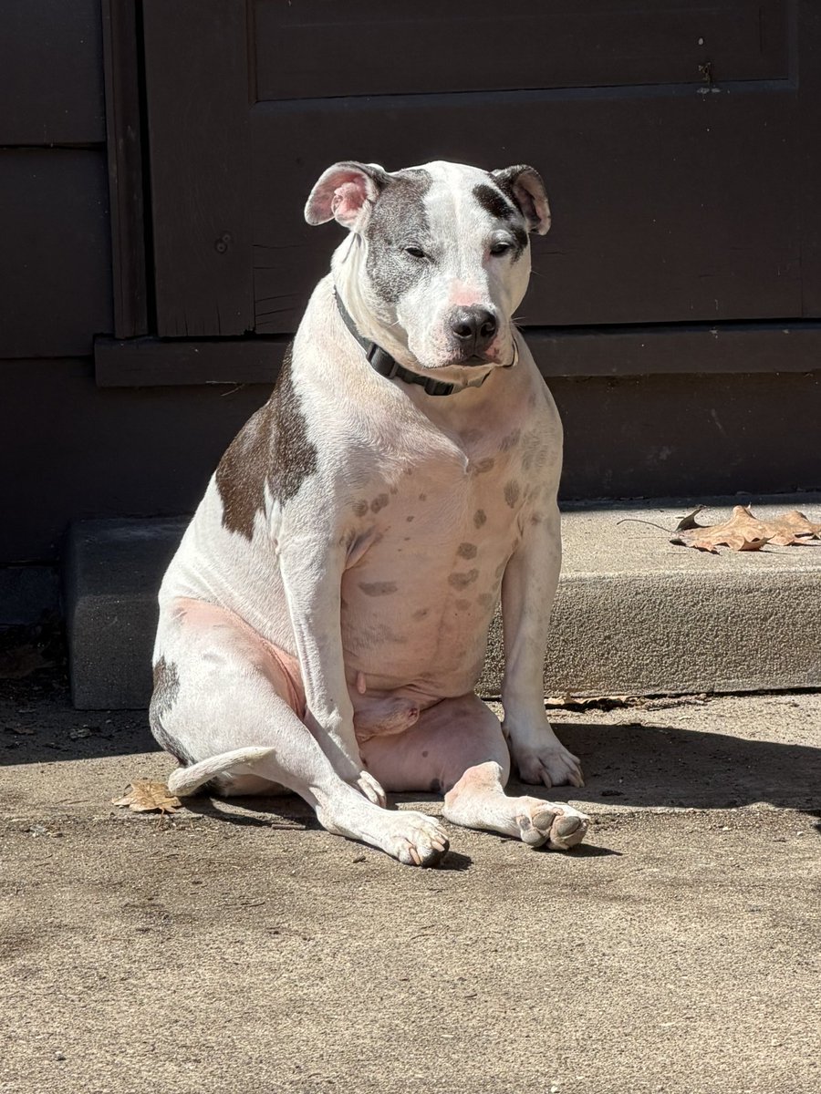 Dame Nunu “Dingbat” Garfunkel tweet media