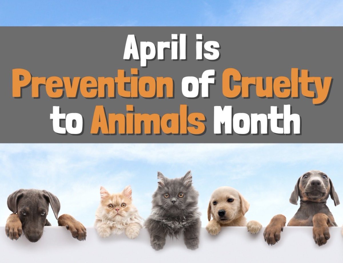 TBayCourthouse's tweet image. NIPIGON MAN ACCUSED OF VIOLENCE ON WOMAN &amp;amp; CRUELTY TO ANIMAL RELEASED ON $1500 NO DEPOSIT BAIL 

SUSPECT ALLEGEDLY ASSAULTED IN FIRST FIVE MINUTES OF ENTERING THUNDER BAY JAIL 

 A 32y/o JOHNATHIN COOK (Dec11/93) appeared by video yesterday, Apr8/26 for a bail hearing before