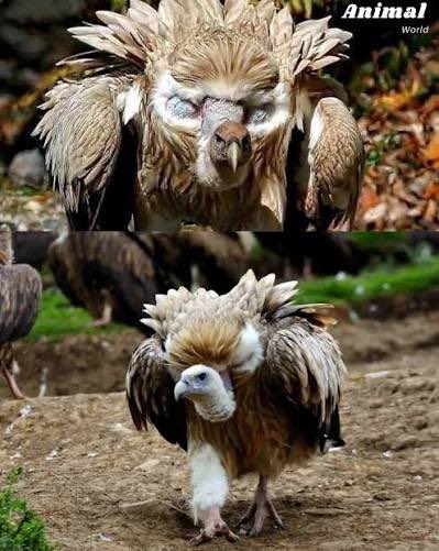 CarmineWilding's tweet image. Animal of the Day:

Himalayan Vulture!

This is a high-flying giant with huge chest eyeballs.  

Let’s start with their flight.  Pilots have to watch out for them and their cousins the Rüppell’s griffin, because they fly into flight paths at 7,000m/23,000’…
