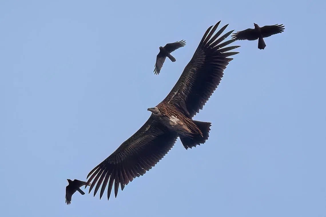 CarmineWilding's tweet image. Animal of the Day:

Himalayan Vulture!

This is a high-flying giant with huge chest eyeballs.  

Let’s start with their flight.  Pilots have to watch out for them and their cousins the Rüppell’s griffin, because they fly into flight paths at 7,000m/23,000’…