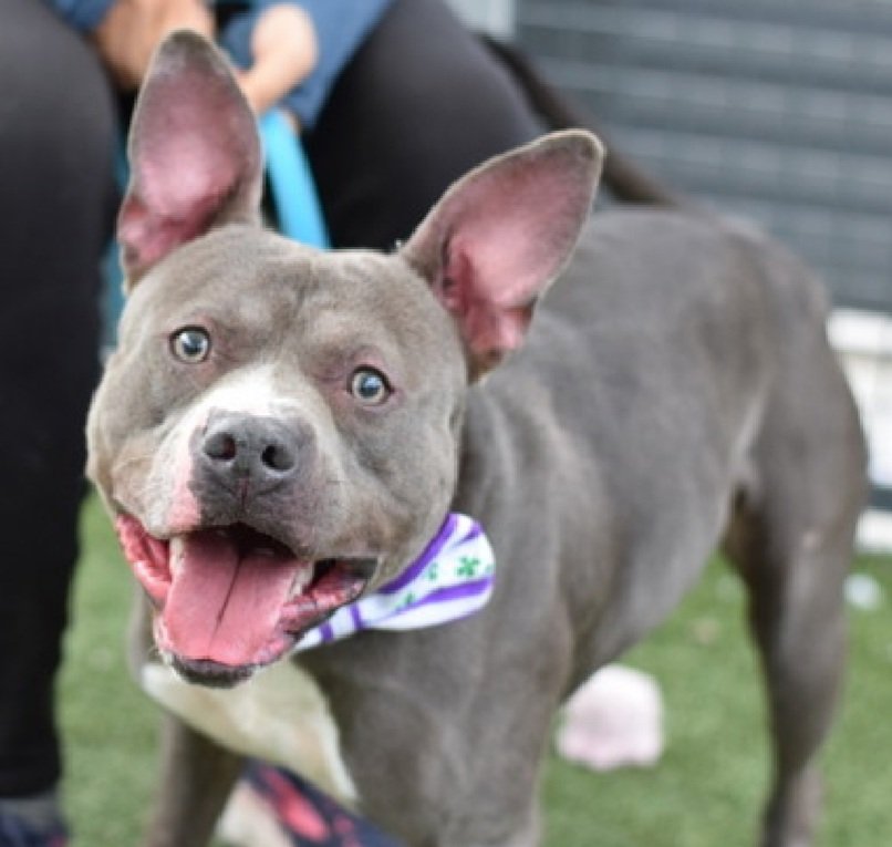 MorgFairsdogs's tweet photo. Reginald 249153
Kill Command
#NYCACC #RescueOnly
He is a cute 5 yr old
Getting zero chances
Difficult to remove from kennel for walks due to arousal & leash biting
Not settling in care
Needs all adult home
Help save Reginald!
#Pledge4Rescue #foster #adopt https://t.co/9VXHPxTW5U