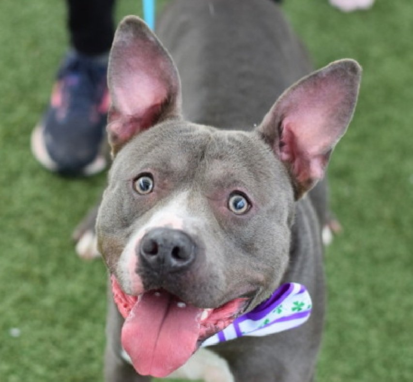 MorgFairsdogs's tweet photo. Reginald 249153
Kill Command
#NYCACC #RescueOnly
He is a cute 5 yr old
Getting zero chances
Difficult to remove from kennel for walks due to arousal & leash biting
Not settling in care
Needs all adult home
Help save Reginald!
#Pledge4Rescue #foster #adopt https://t.co/9VXHPxTW5U