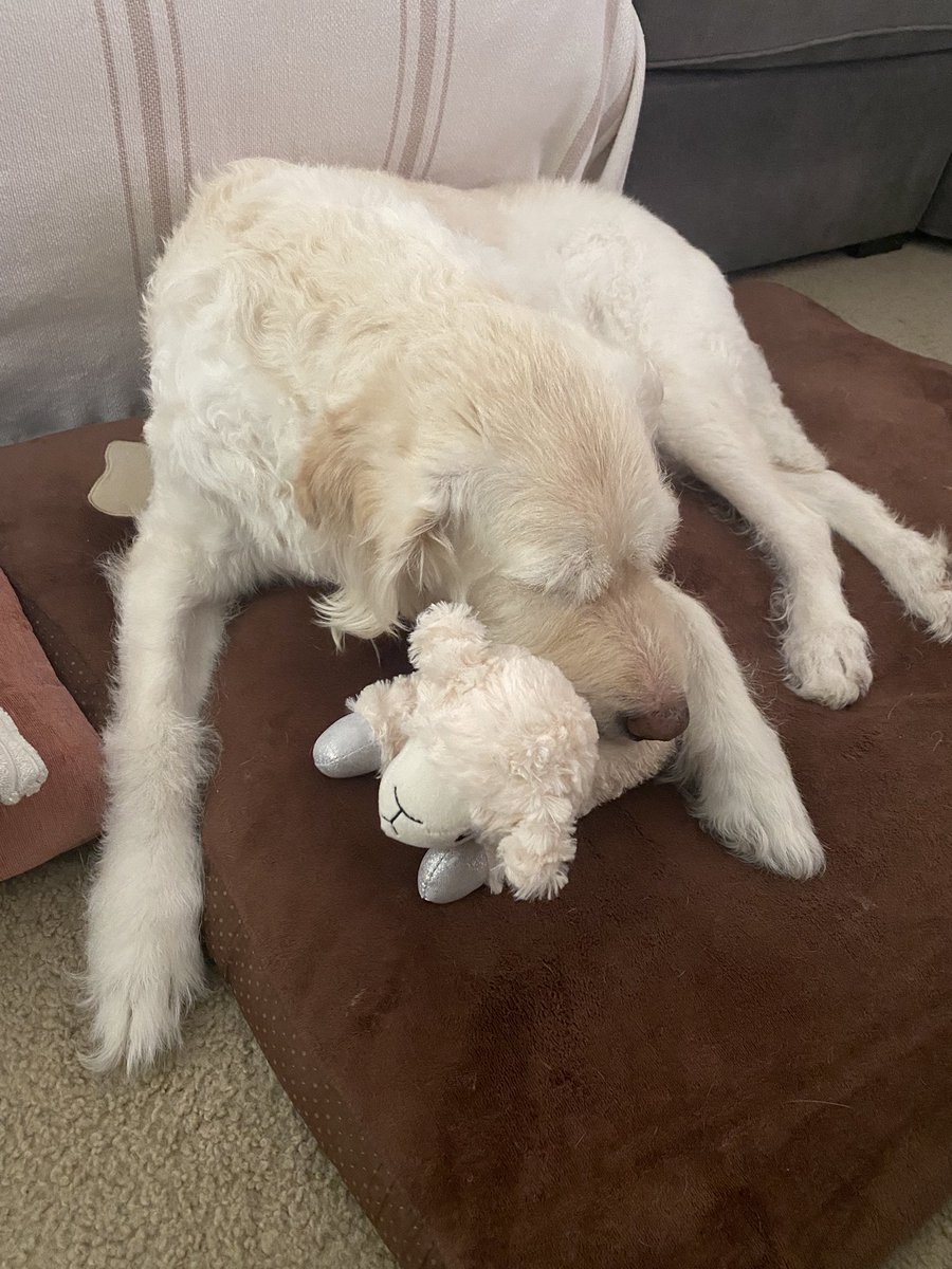 ella boingy tweet media