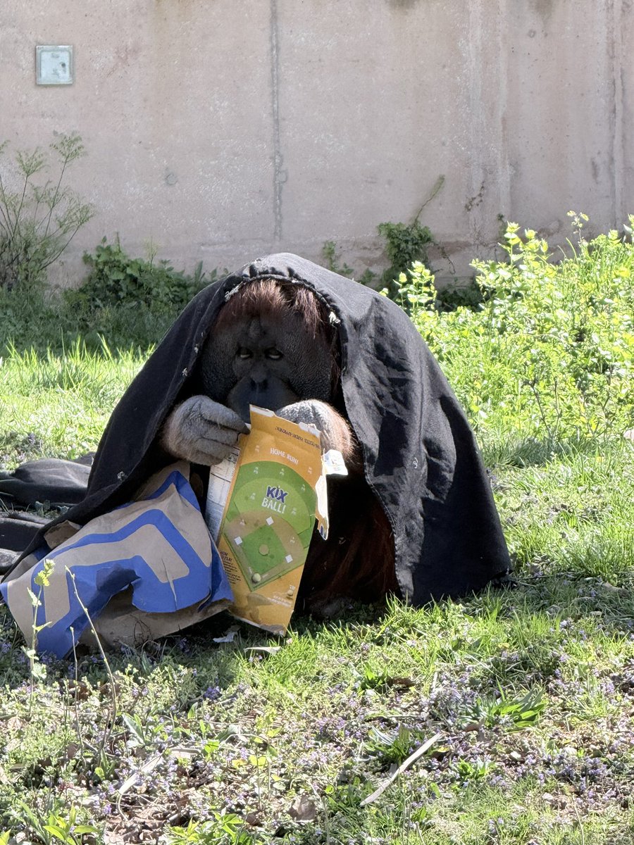 Orangutandrea tweet media