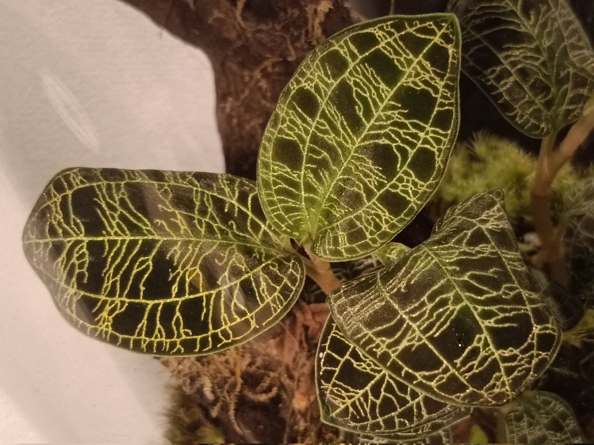 インテレッセ tweet media