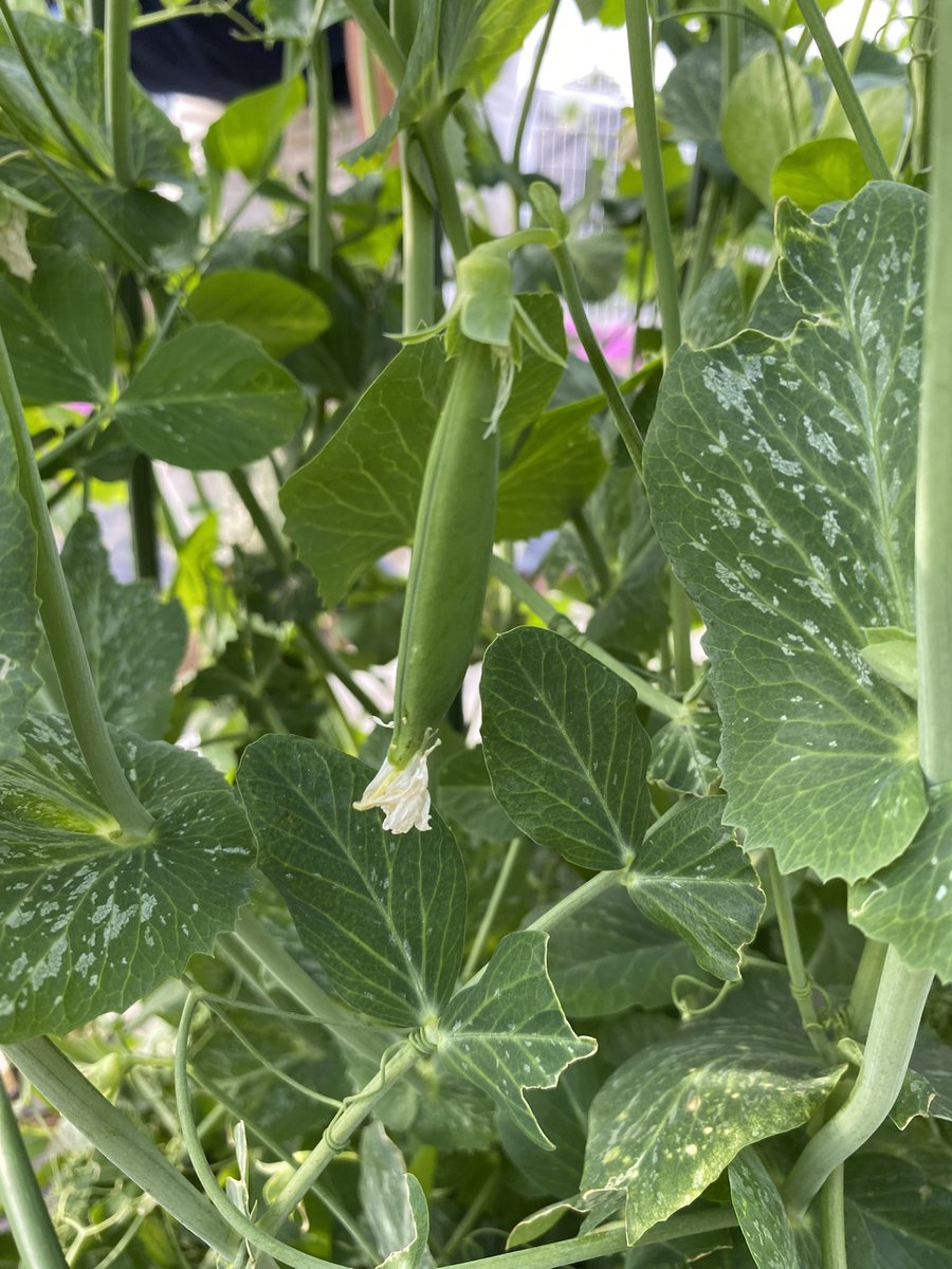 内外マリアブル株式会社 tweet media