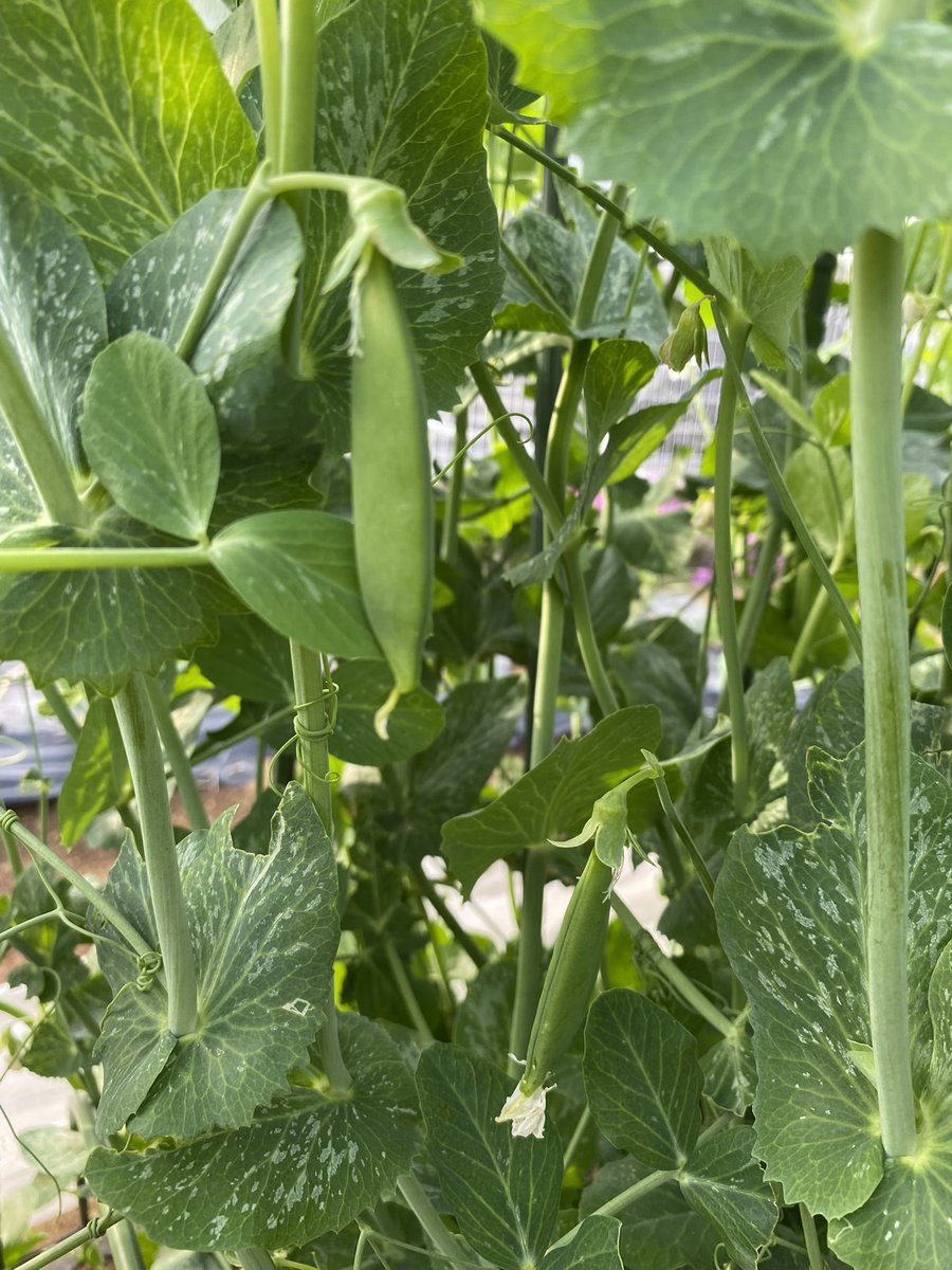 内外マリアブル株式会社 tweet media