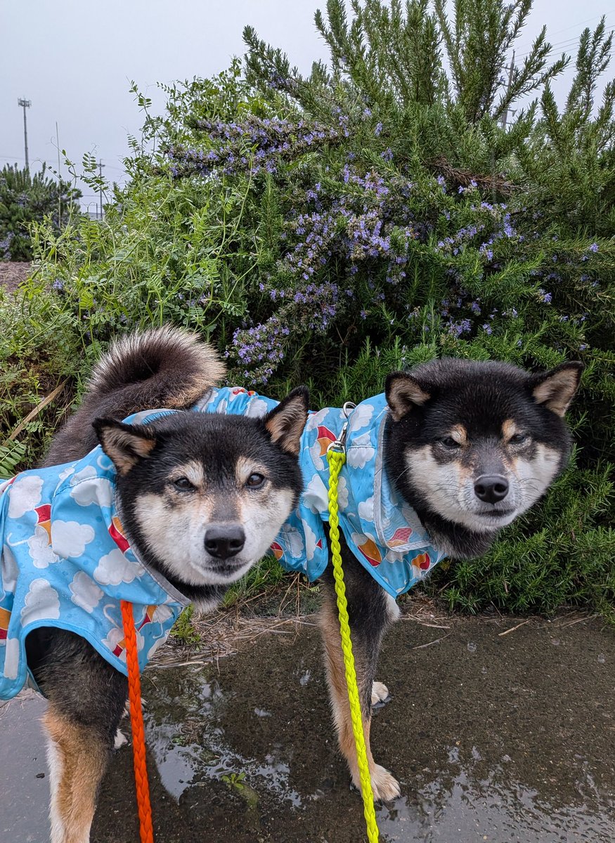 るなれお日和響@ママ tweet media