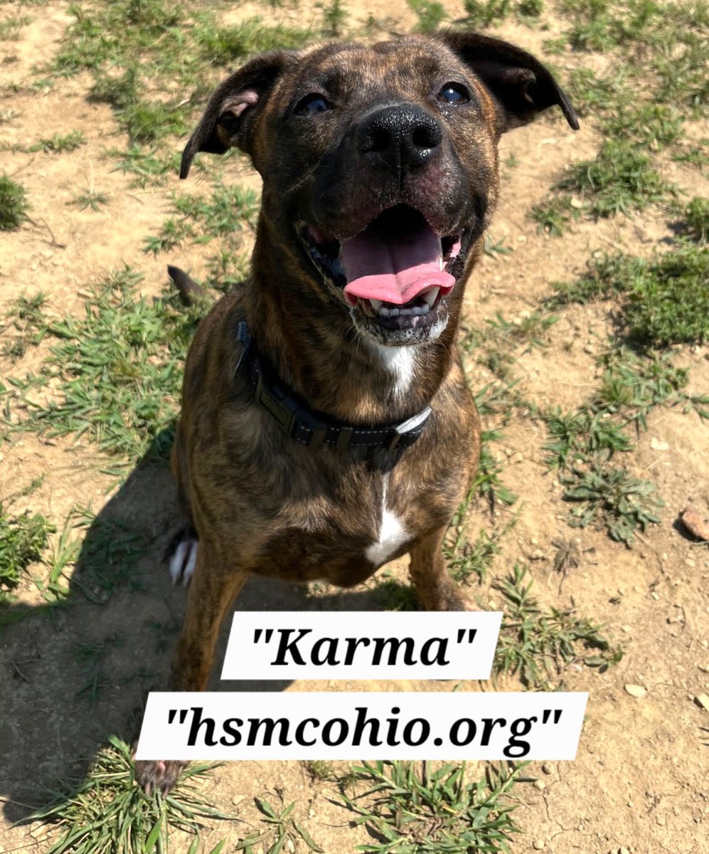 AnthonyRothman's tweet photo. Hockey &amp; Hounds adoptable is all the "Karma" you need! Check out Humane Society of Madison Co. and see fulfilling ways you can help animals in need.
https://t.co/lSZkUrAXZV https://t.co/1ZsVPVIBSM