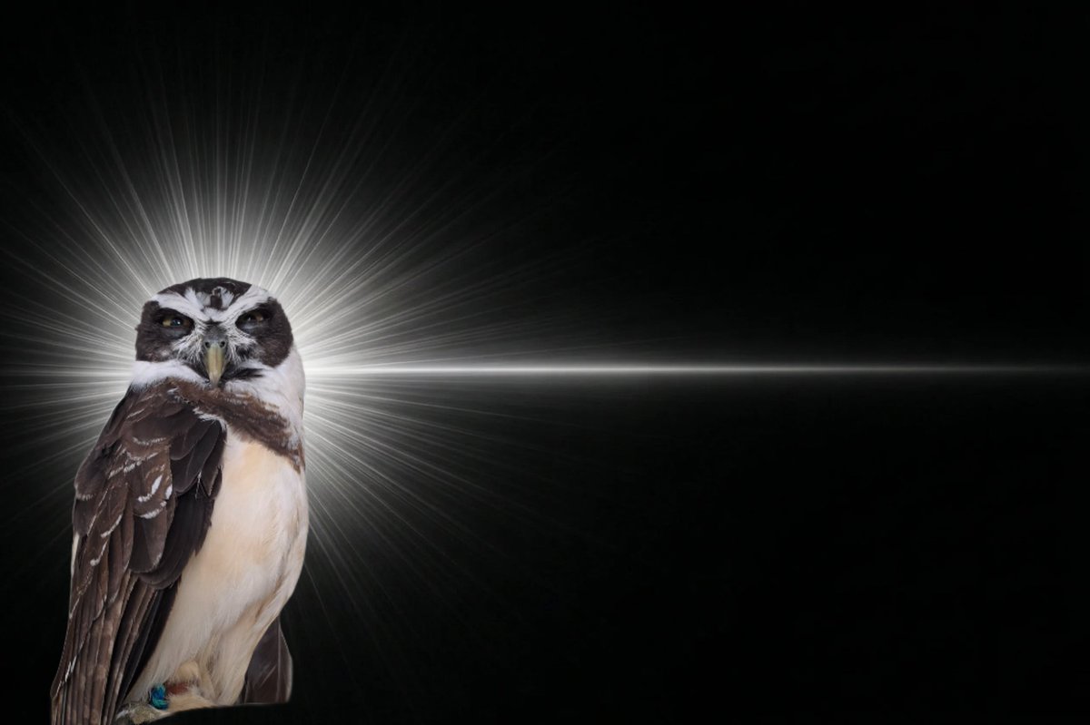 🦉まじー