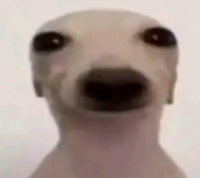 🇦🇷gab0x5481 tweet media