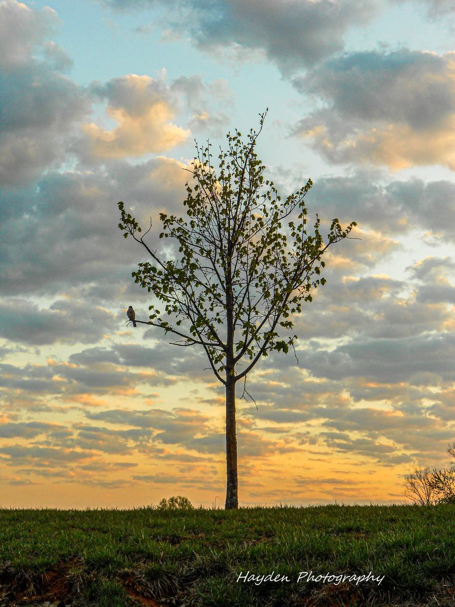 Hayden Photography tweet media