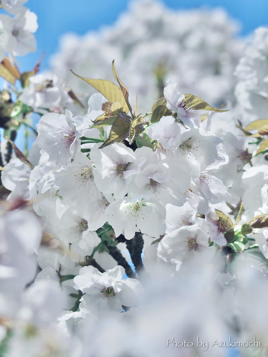 小豆餅乃𝕗𝕝𝕠𝕨𝕖𝕣 𝕣𝕠𝕠𝕞 𖧷𓂃◌ tweet media