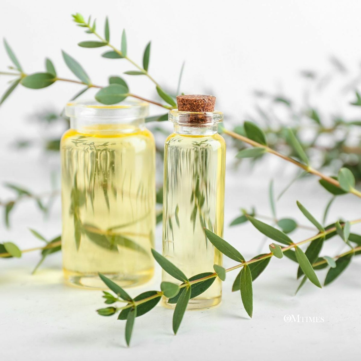 humanityhealing's tweet image. Used originally to treat infections and fevers by the Aborigines, this #EssentialOil has wonderful antiviral, anticatarrhal, and antibacterial properties, making it a “must-have” for any #herbal medicine chest! - The Benefits of #Eucalyptus Essential Oil tinyurl.com/2amyk3ms