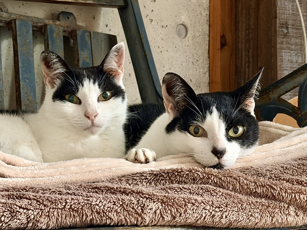 スニタ tweet media