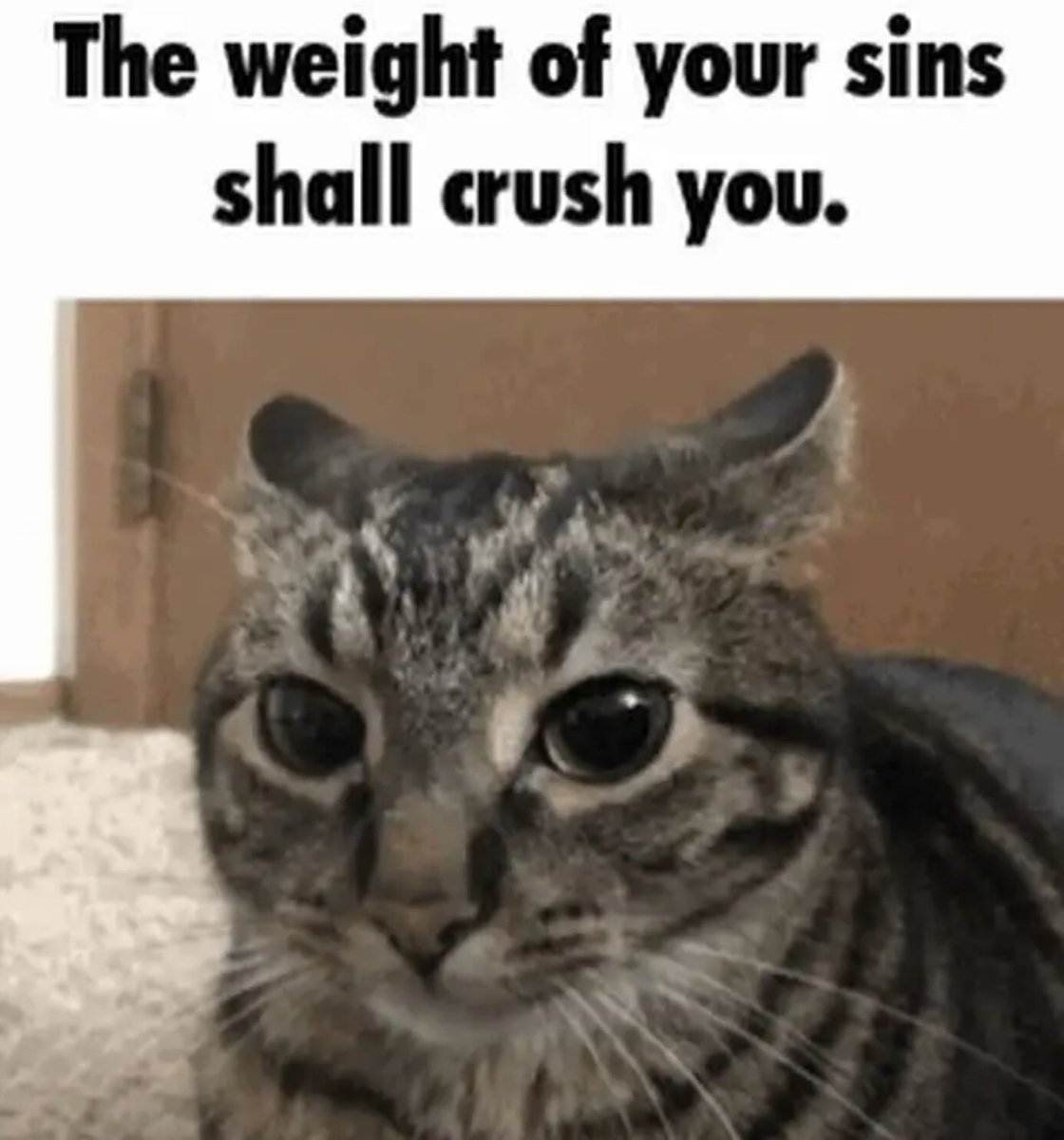 Punch Cat tweet media