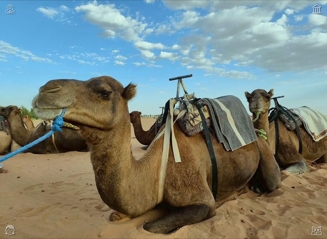 Looking to indulge? Ramen is undoubtedly the perfect option, with a texture that's just right—tender and delightful.