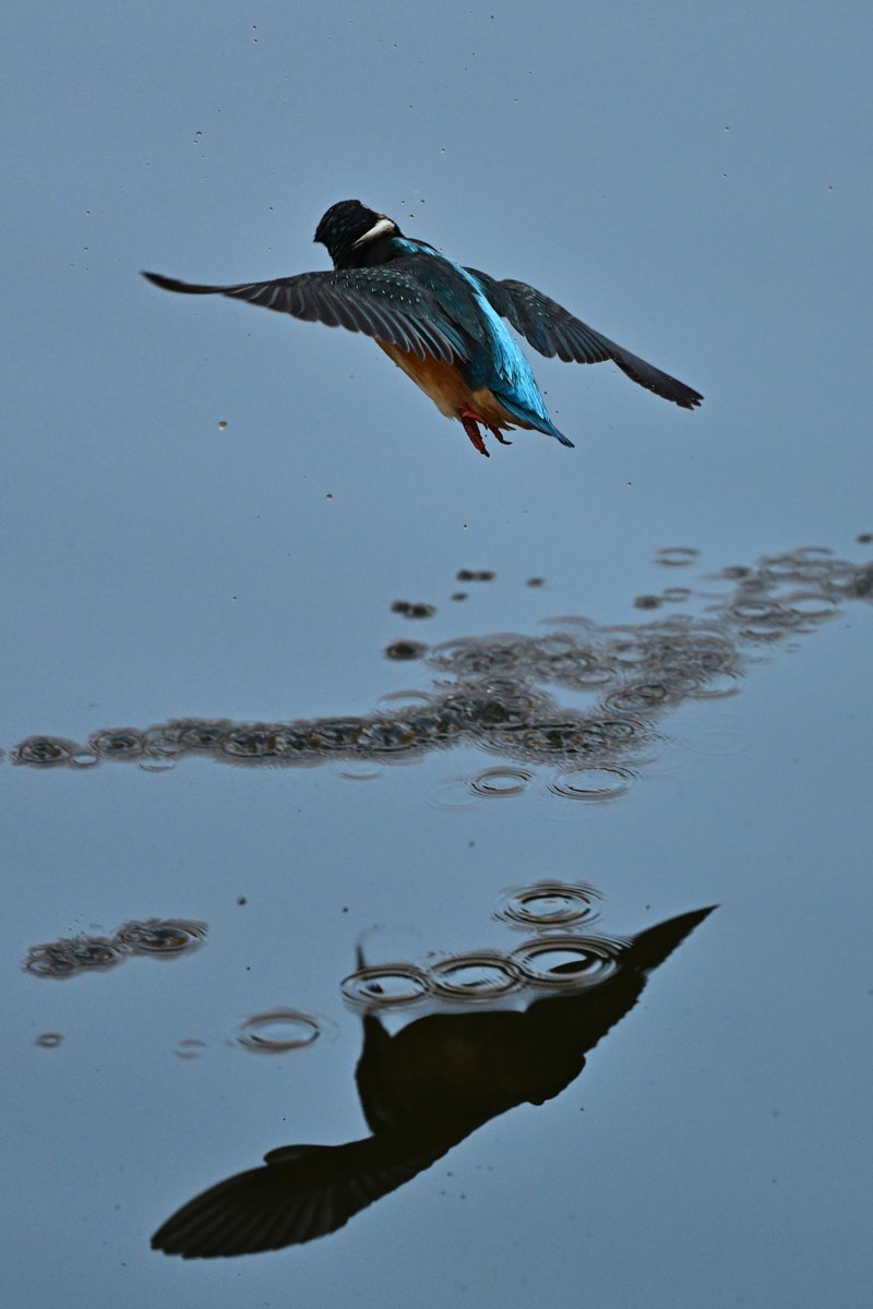 o_tac_evo's tweet image. Kingfisher

NIKKOR Z 600mm f/4 TC VR S
F4 1/3200 ISO6400
Nikon Z9 Ver. 5.31 w/Tripod
Sachtler FSB8MKII on RRS TVC-34L Mk2
HOLOSUN HS510C
#holosun #lenscoat #sachtler #rrs #ReallyRightStuff #nikkor #nikon #znikkor #z9 #unstoppable #magpul #kingfisher