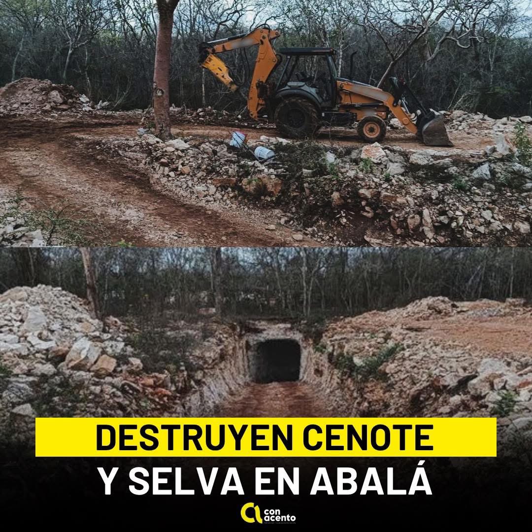 avispa de petén ☭ tweet media