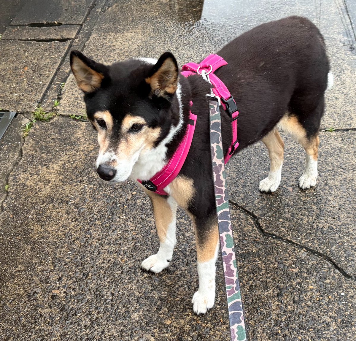 vegelovecat's tweet image. おはよ
5:00出発早朝散歩  今朝は一番近い公園選びその後他回らず帰ると😢 体調心配
昨日あるもんで食ったもの
木綿豆腐とピーマン照り焼き
早お昼 残ったナムルあったからビビンバ丼
朝はポリッジ
 #vegan #ヴィーガン #動物性不使用 #保護犬を家族に
あたしが元気でしっかりしないと 頑張らなきゃ💪