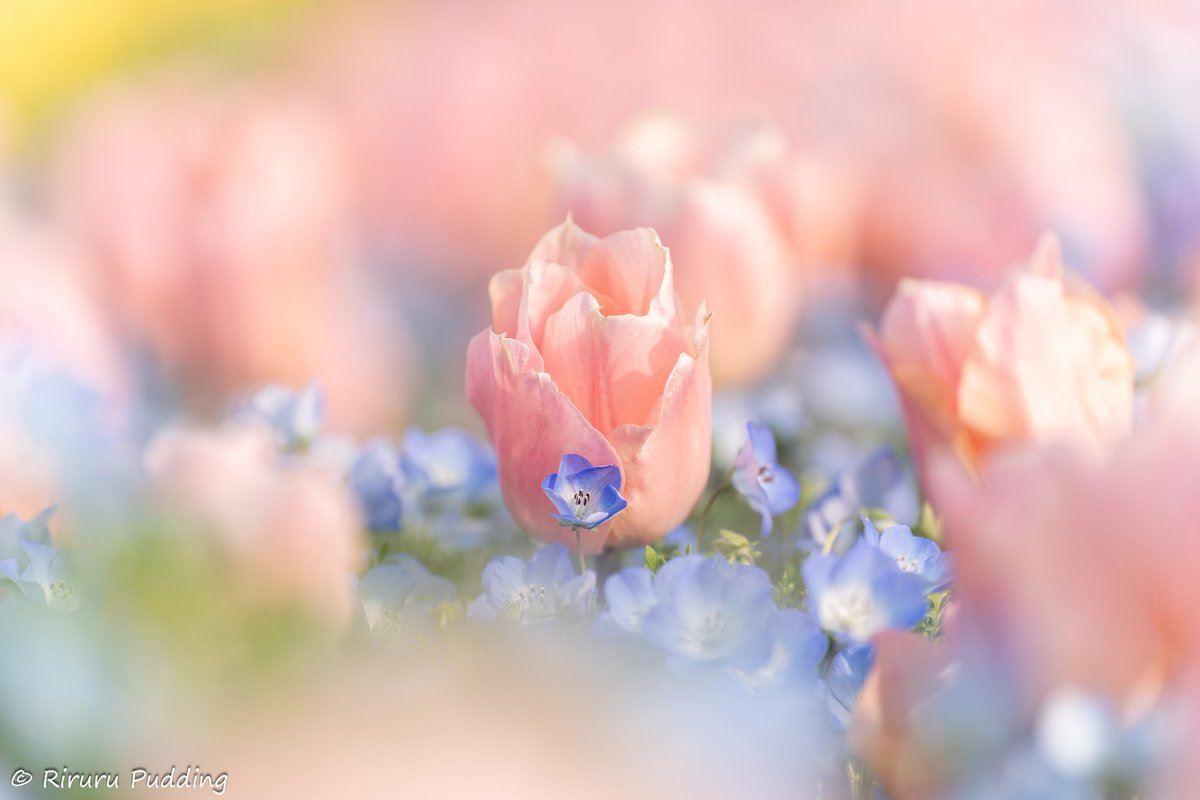 りるる tweet media