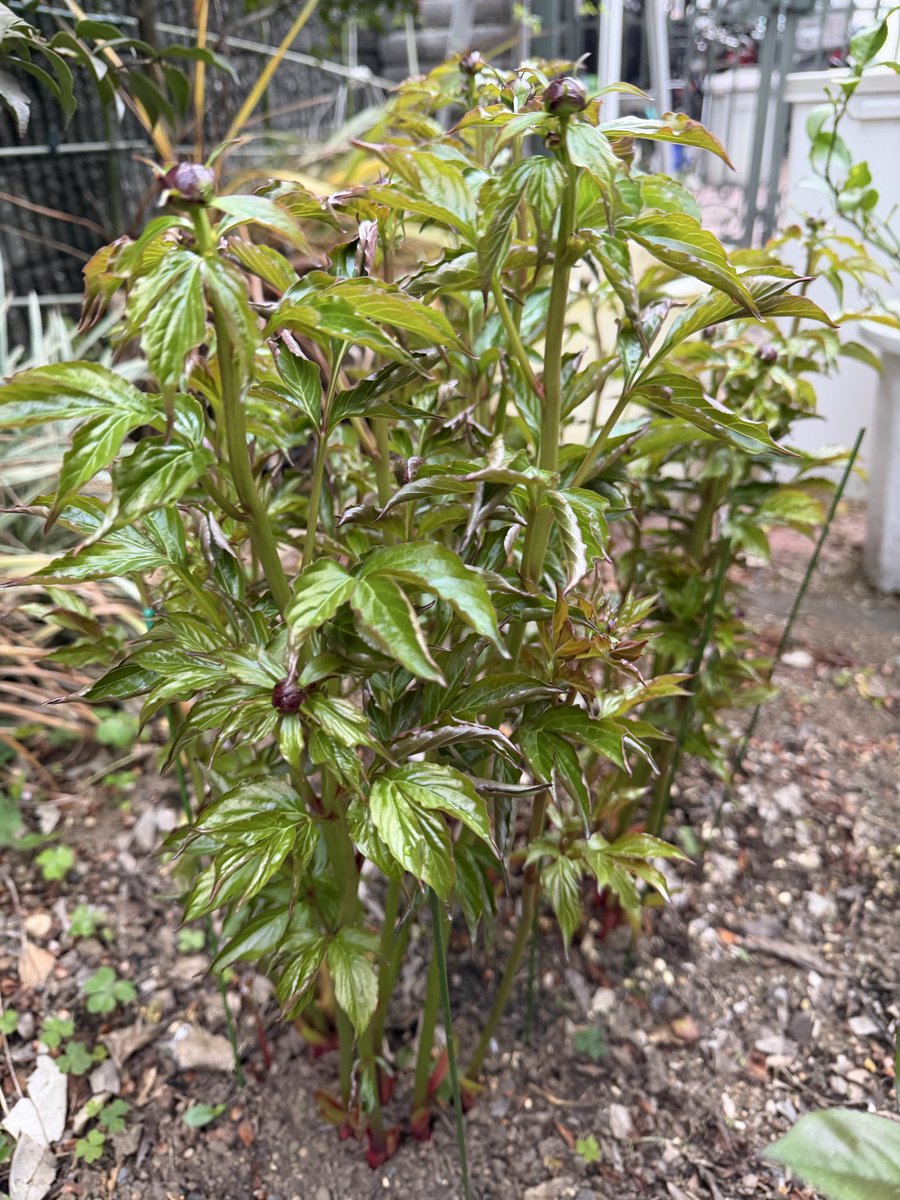 🏮🏮norim🏮 メタバとサマソニ🏮🎄🎍BABYMETAL🎍🎄🏮 tweet media