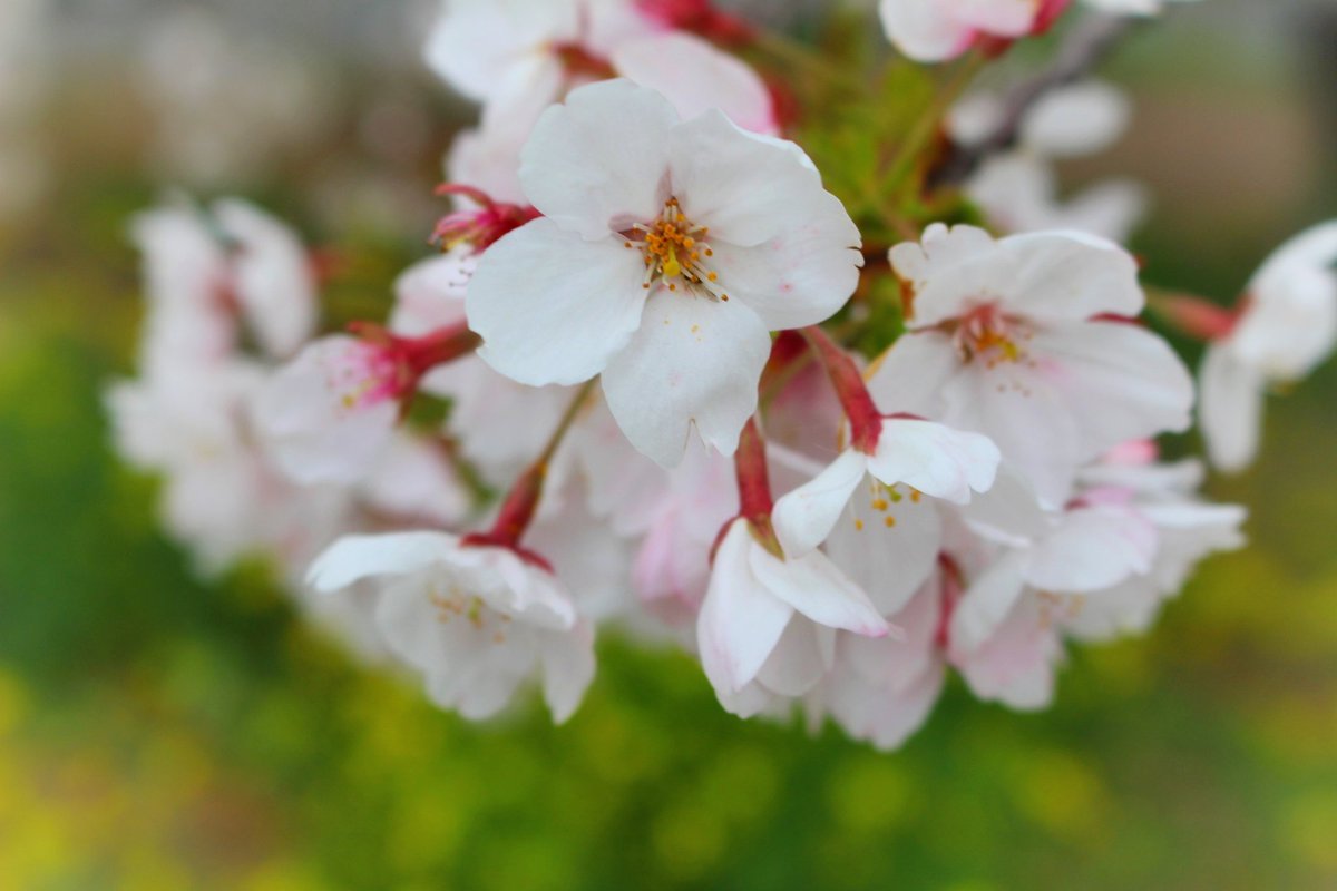 chayu321's tweet photo. Good morning !

生憎お天気は下り坂☁→☔
南風で暖かいけど
週末の桜はどうかなぁ？

#おはようございます🌸 https://t.co/9Yk3YtTnIu