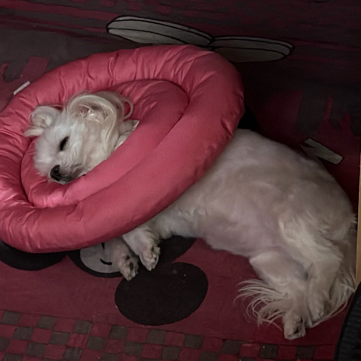 윱쪙콘 종일/우생파 중블J까지👉🚪𝓜𝓲𝓷𝓲🧸 tweet media