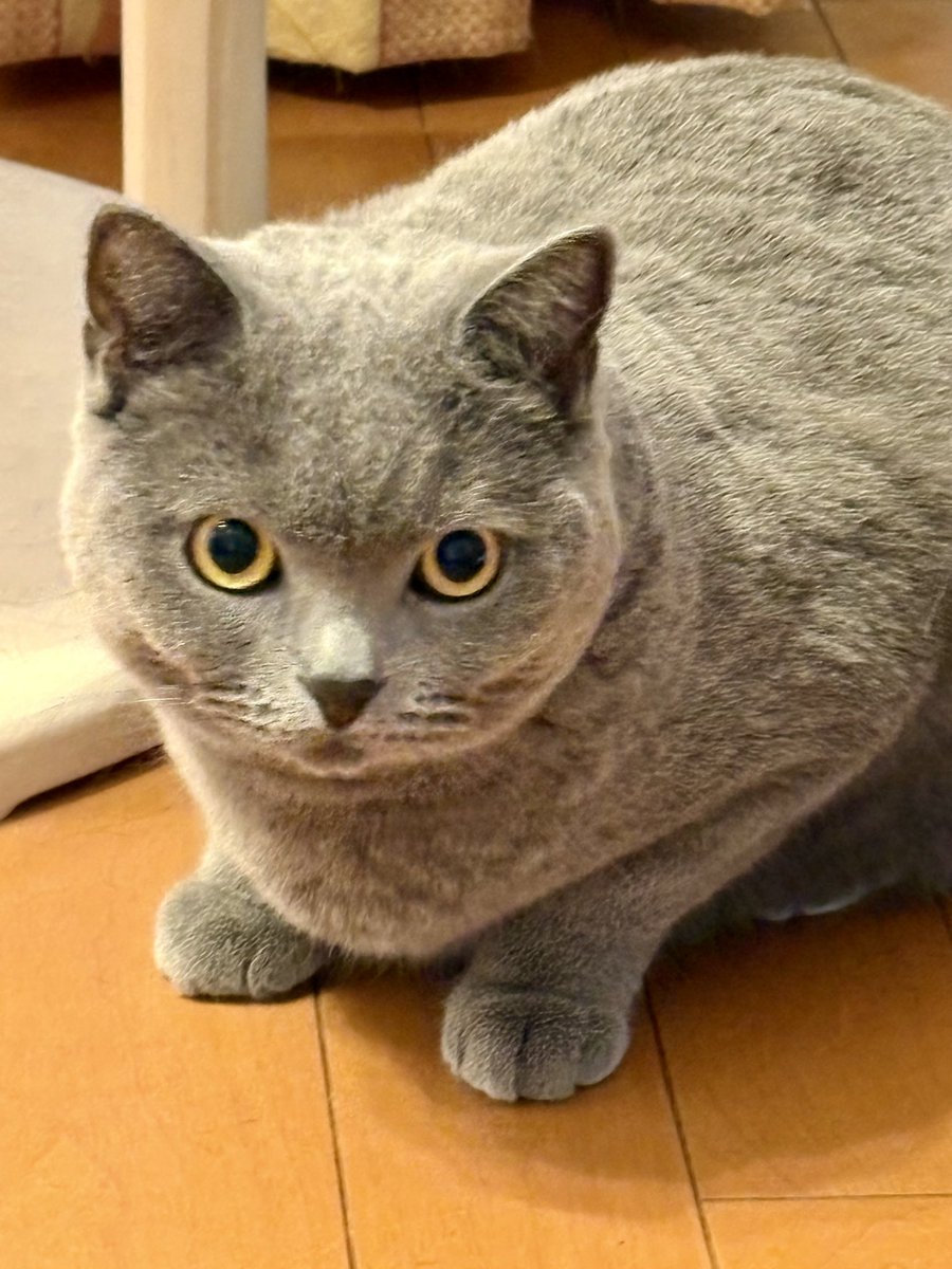 ちゃみ tweet media