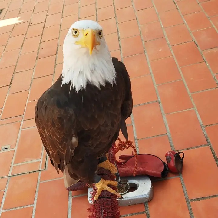 Picanhas 😗🎶 tweet media