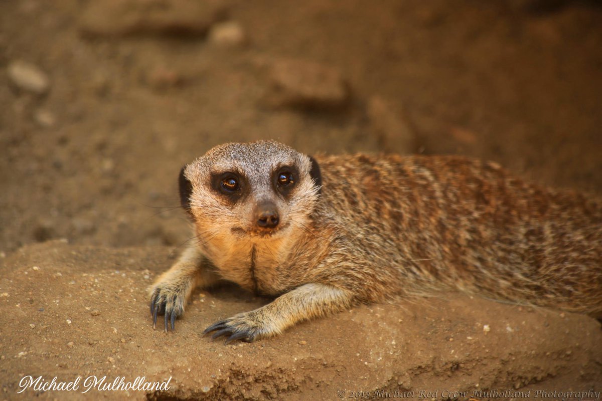 FotoWrangler's tweet photo. Yeah, I see you! #meercat #wildlife #nature #animals https://t.co/ykhIRjbwDu