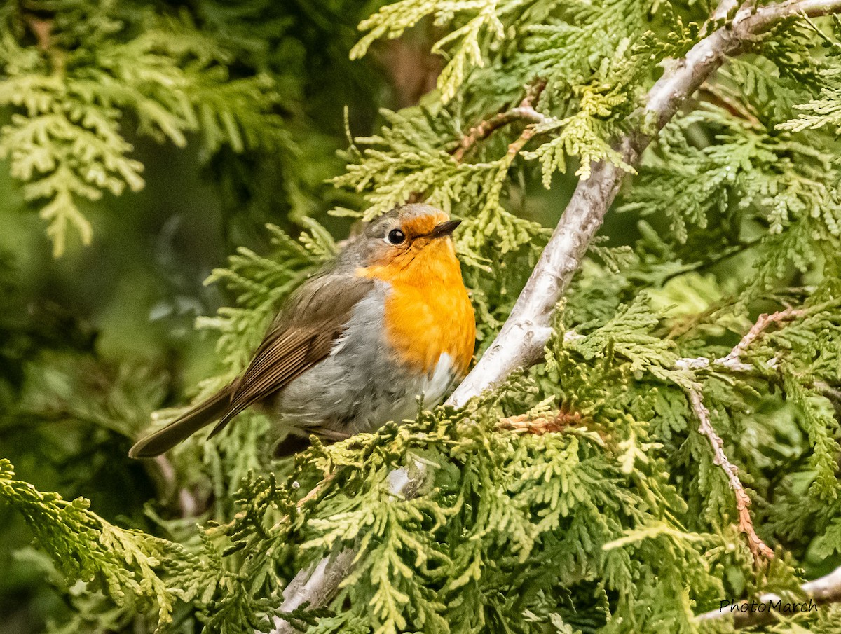 Rare Bird Alert tweet media