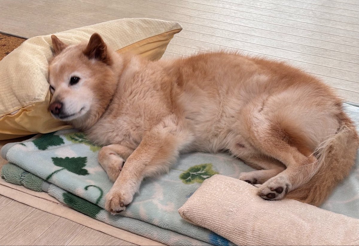 tarao_to_gon tweet media