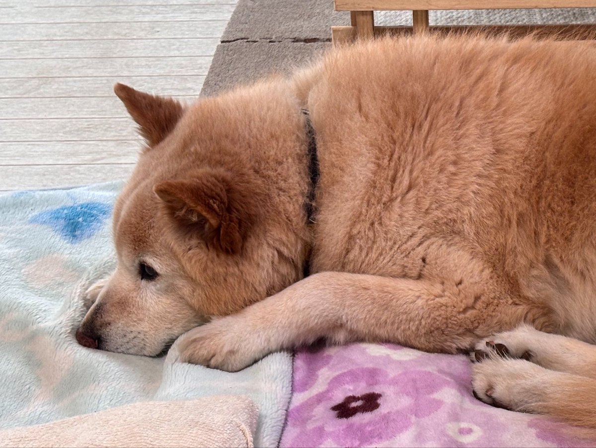 tarao_to_gon tweet media