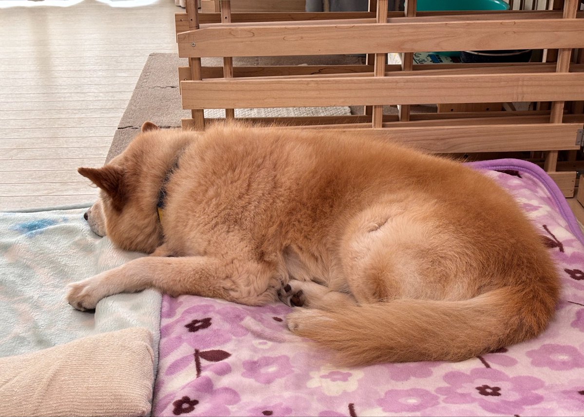 tarao_to_gon tweet media