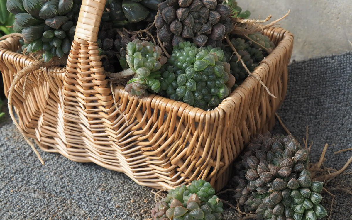 Alex Majors tweet media