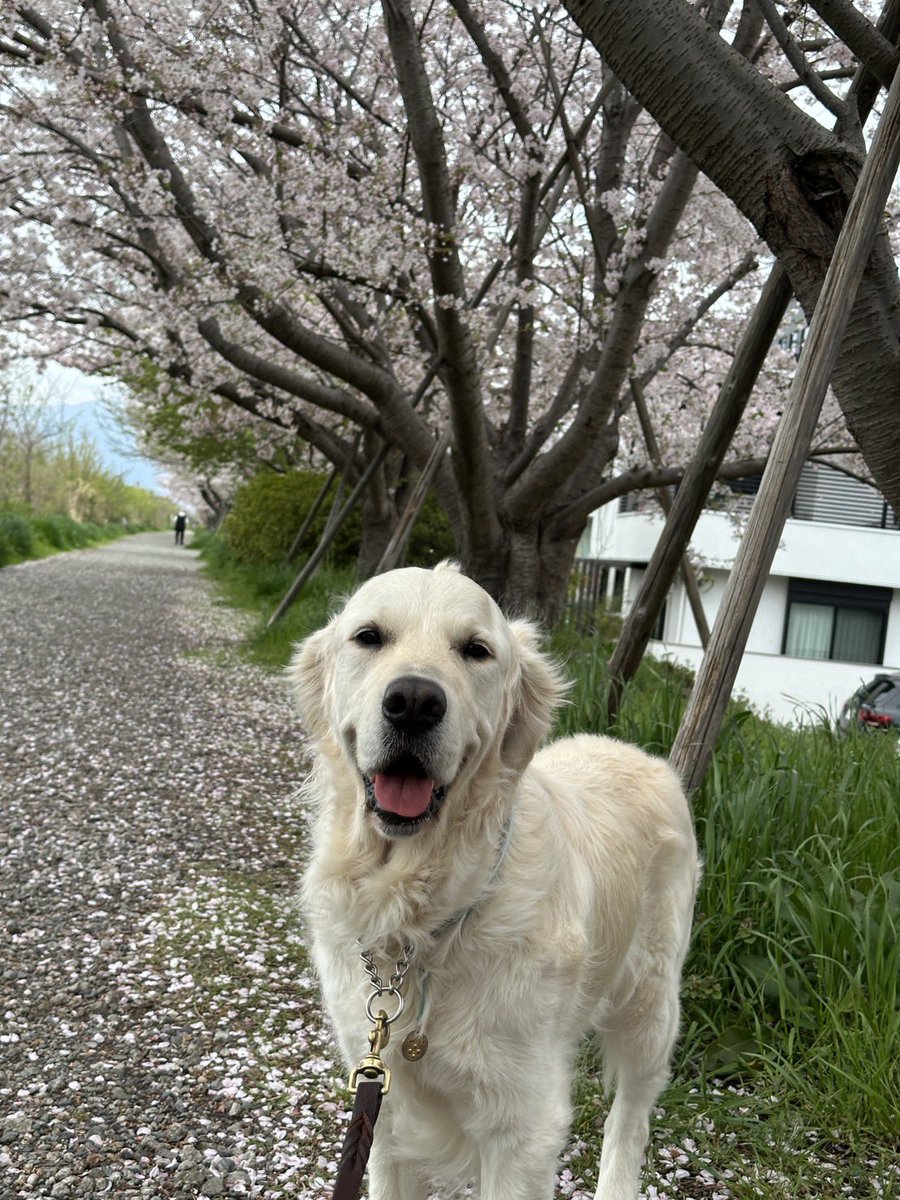 おはようございます😃
雨降りの朝、電車に乗ってゆらりゆらり。目の前の男性が前をはだけて大全開のまま覆い被さるように立っておられるのだが、あまり良い気分がしない。うーむ、立ち方と着こなし、大事！
今日は気温が上がるそうですね。
どうぞ皆様も良き日を！
にこにこさんと桜を添えて🌸