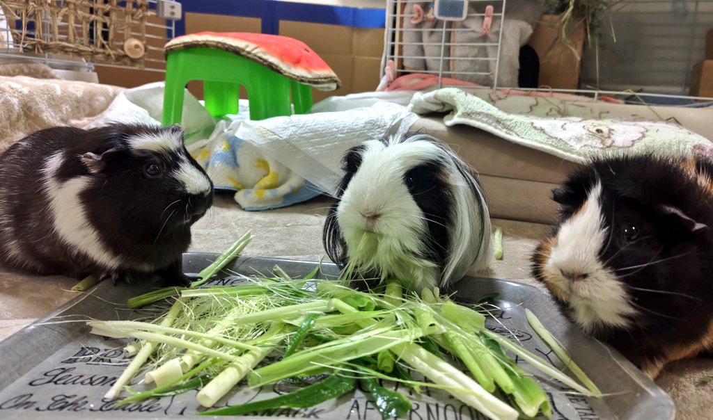 🐨🐼🐹きょうもよいこでたべます