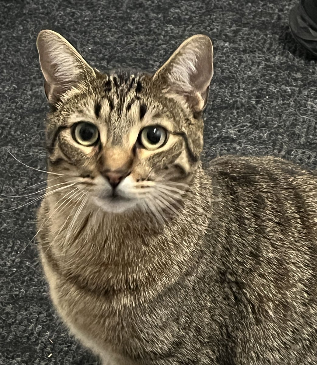 Guelph Lost Pets tweet media