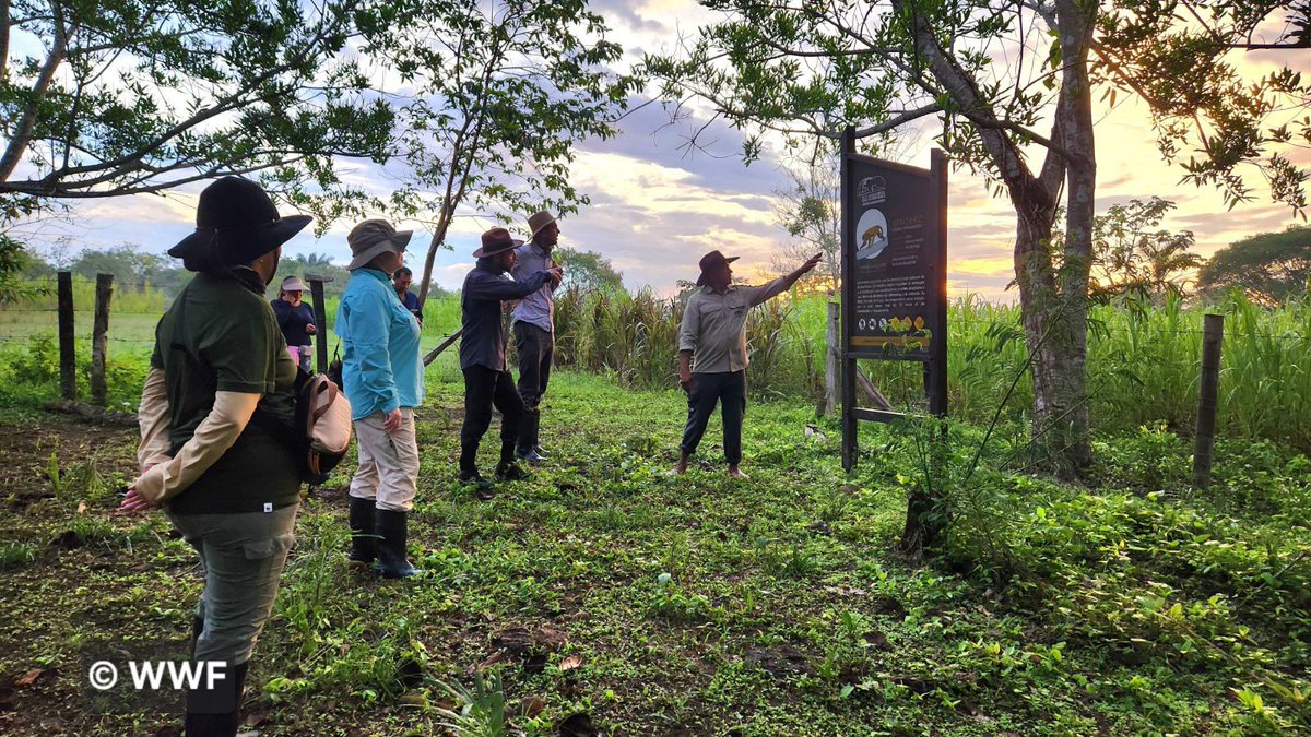 AlEmbajadora's tweet photo. La Orinoquía cumple un rol fundamental para los ecosistemas de 🇨🇴: desde la regulación climática hasta la conservación de la biodiversidad. En mi primer viaje a los Llanos con @WWFColombia me impresionaron sus paisajes y su cultura, y me preocuparon las amenazas que enfrentan. https://t.co/6BTzseJczA