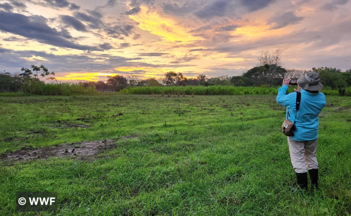 AlEmbajadora's tweet photo. La Orinoquía cumple un rol fundamental para los ecosistemas de 🇨🇴: desde la regulación climática hasta la conservación de la biodiversidad. En mi primer viaje a los Llanos con @WWFColombia me impresionaron sus paisajes y su cultura, y me preocuparon las amenazas que enfrentan. https://t.co/6BTzseJczA