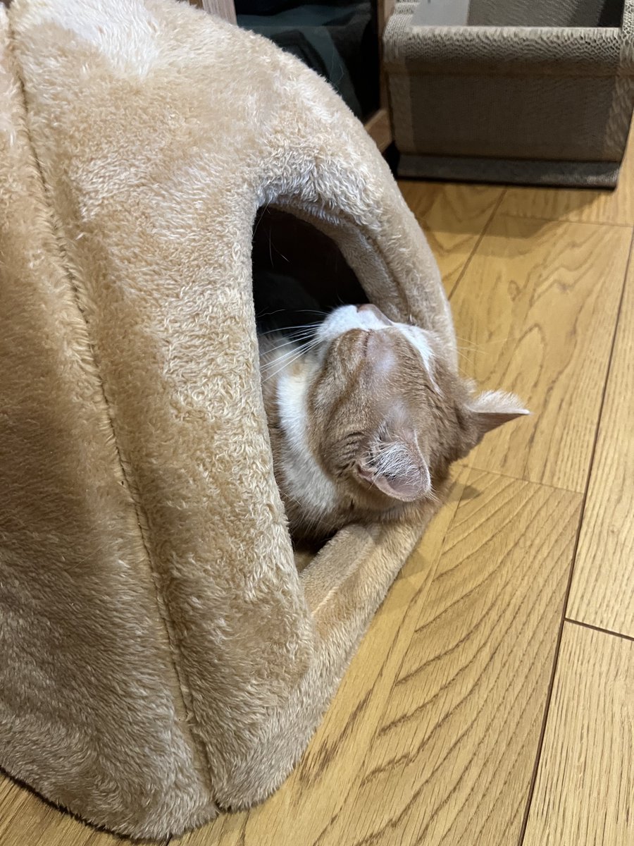 虎太郎(5歳) tweet media