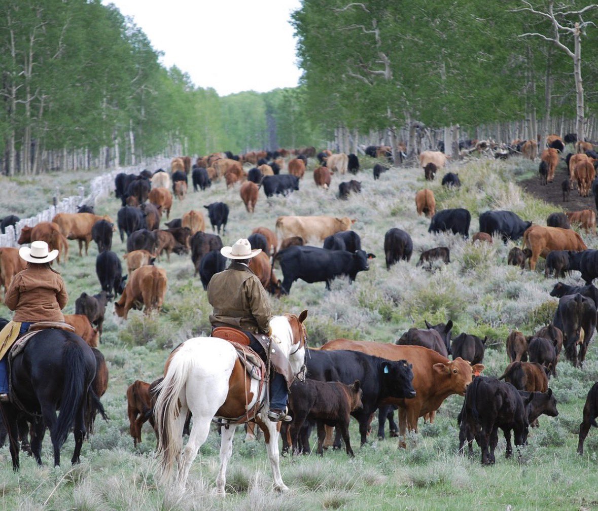 Just Phil Lyman tweet media