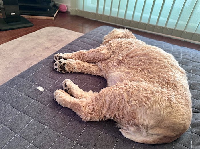 おりぴ@アメコカ🐶かいぬし tweet media