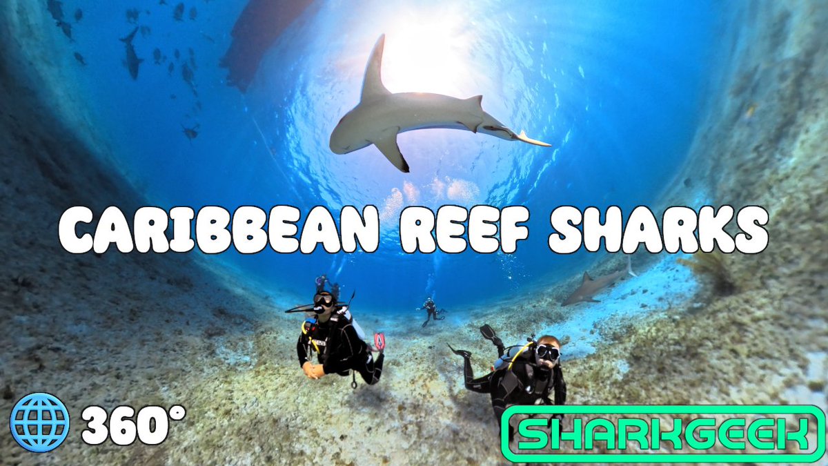 Shark Geek tweet media