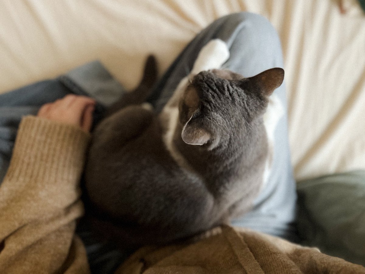 MEG THE CAT tweet media