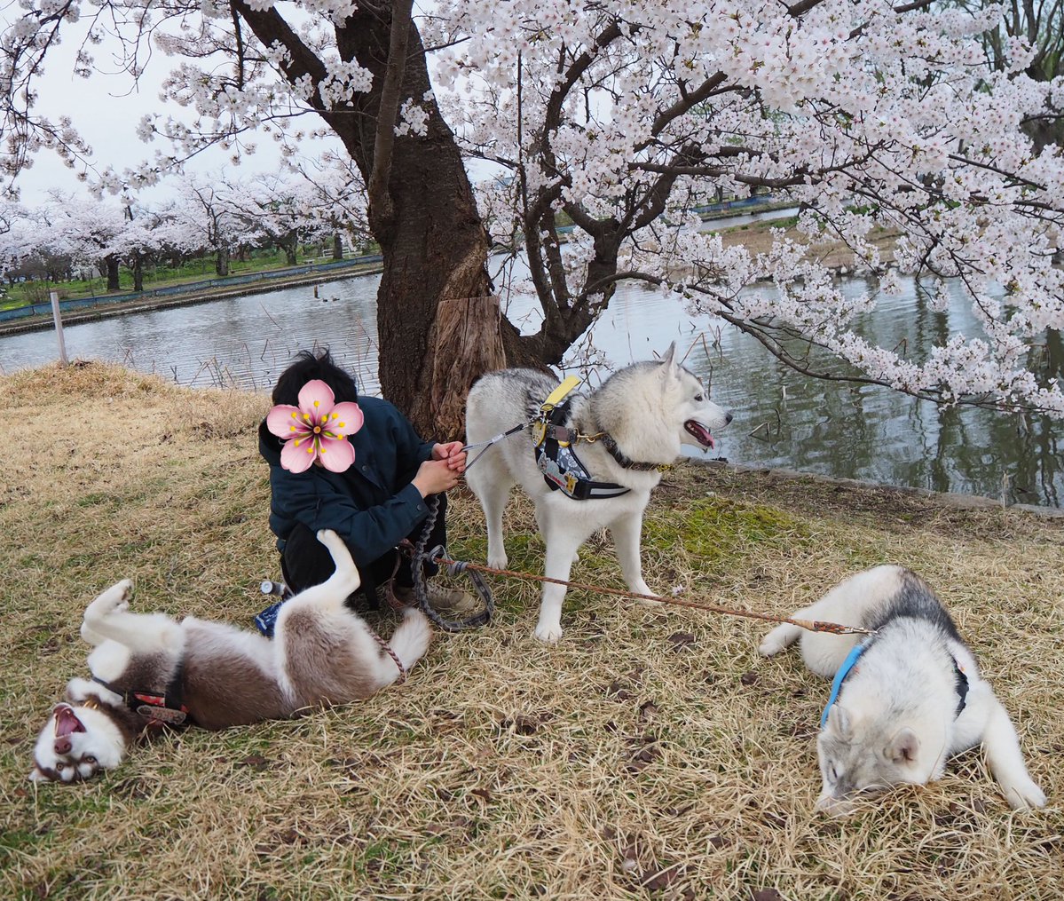 ふくまる＋ぶな＝ tweet media