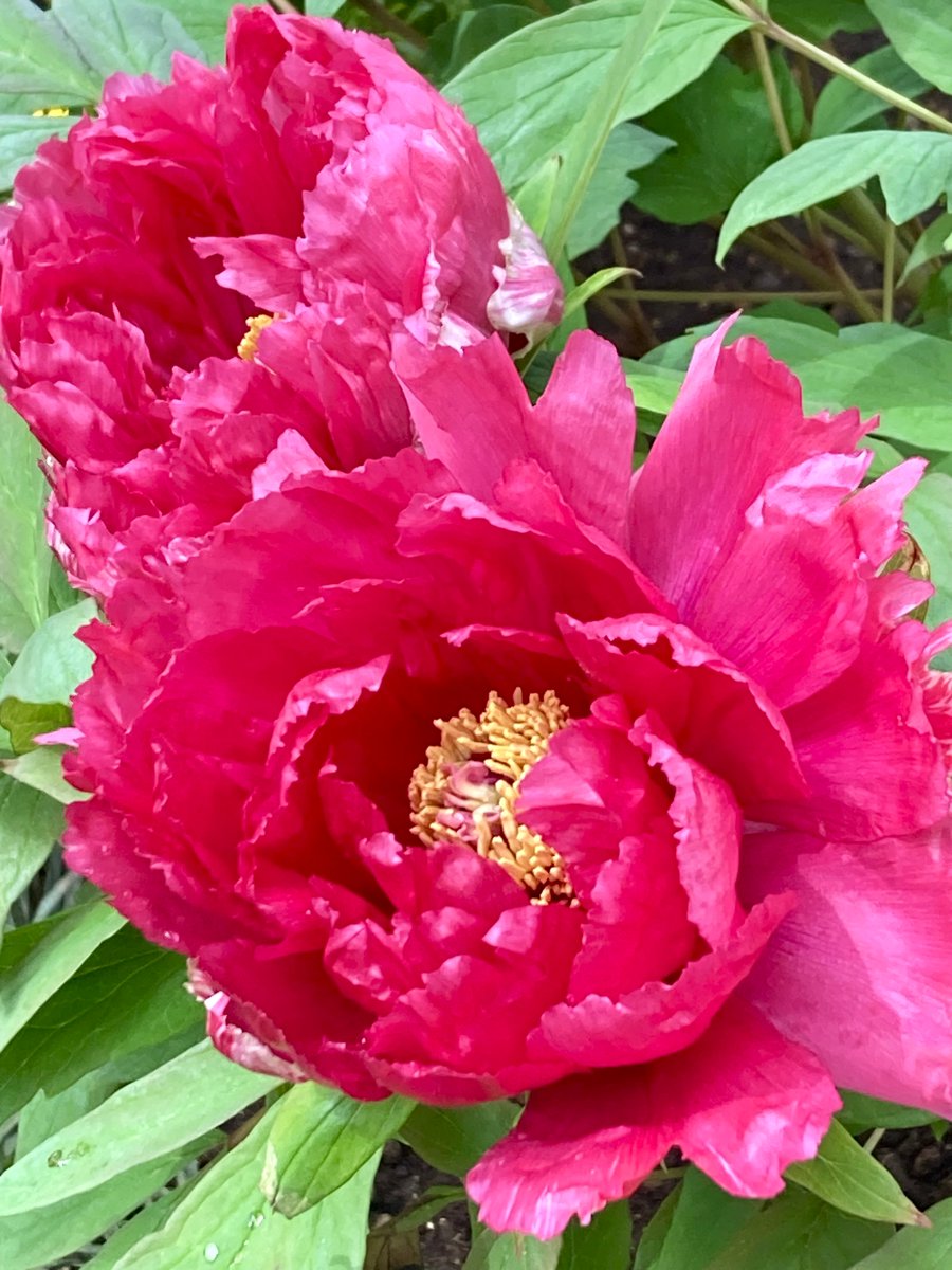 moremore tweet media