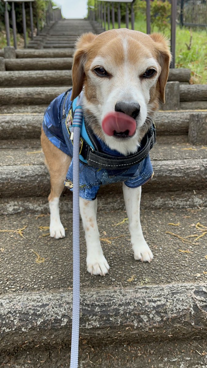 🐶はぴちろ⚾️ tweet media